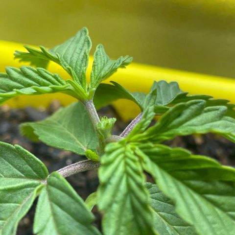 Pc Grow - Wedding Cake  growlog photo: Poda fim 