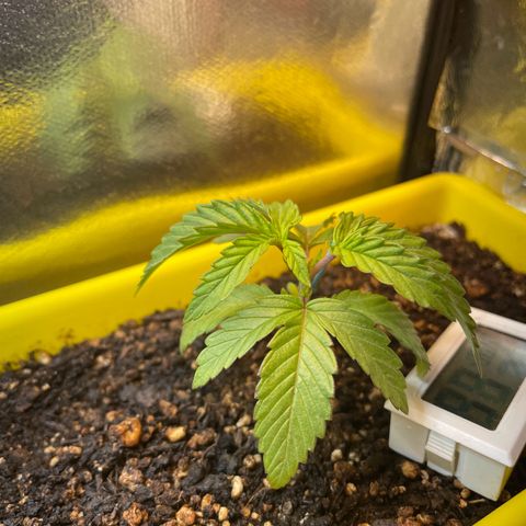 Pc Grow - Wedding Cake  growlog photo: Rega com fert solução preparada.