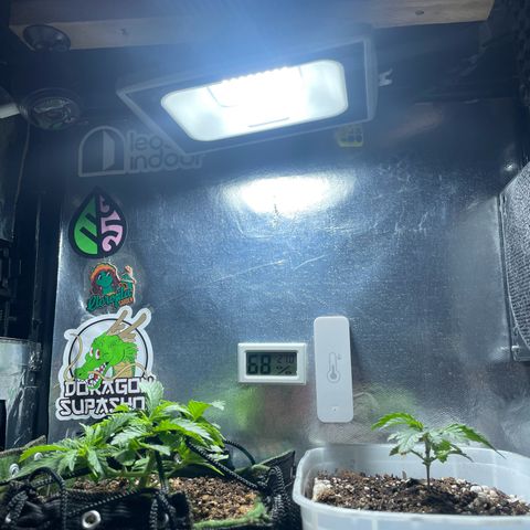 Pc Grow - Wedding Cake  growlog photo: Dia 30 de vida. Nesses dias sem atualizar foi feito poda fim, lst e transplante. Agora o vaso é de 2.5L de feltro. Hoje alterei o timer para 12/12 início de floração. 