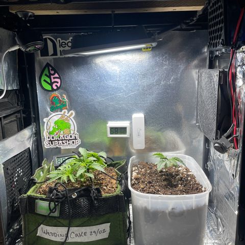Pc Grow - Wedding Cake  growlog photo: Dia 30 de vida. Nesses dias sem atualizar foi feito poda fim, lst e transplante. Agora o vaso é de 2.5L de feltro. Hoje alterei o timer para 12/12 início de floração. 