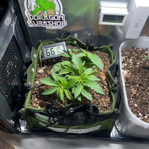 Pc Grow - Wedding Cake  growlog photo: Dia 30 de vida. Nesses dias sem atualizar foi feito poda fim, lst e transplante. Agora o vaso é de 2.5L de feltro. Hoje alterei o timer para 12/12 início de floração. 