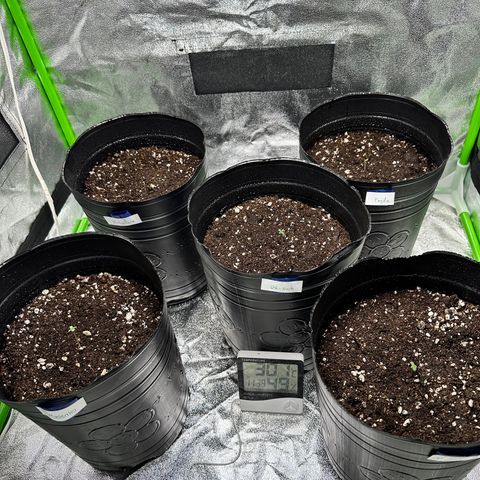 Poison seeds (5) growlog photo: Salieron las 5 semillas