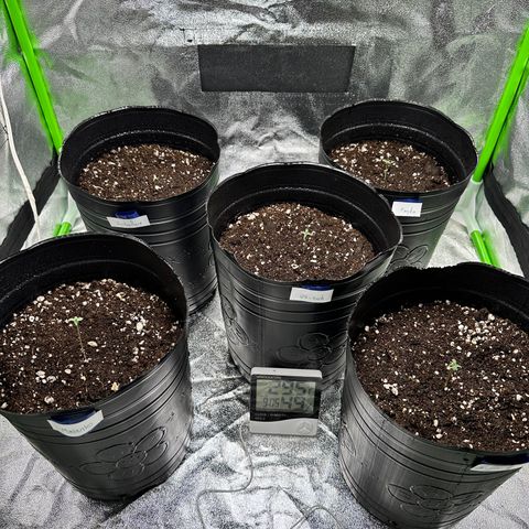 Poison seeds (5) growlog photo: Segundo dia de las plantulas