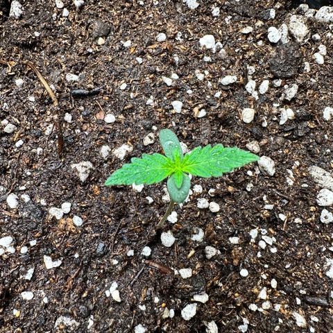 Poison seeds (5) growlog photo: Se asoma otro par de hojas