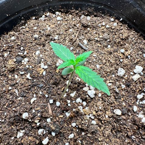 Poison seeds (5) growlog photo: 2do nudo en crecimiento