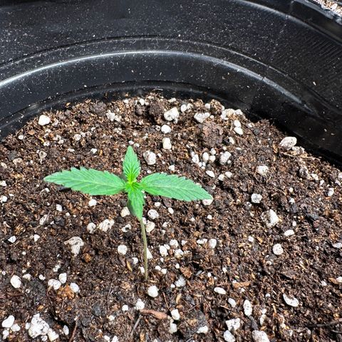 Poison seeds (5) growlog timeline photo