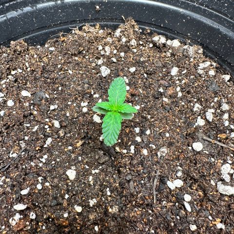 Poison seeds (5) growlog timeline photo
