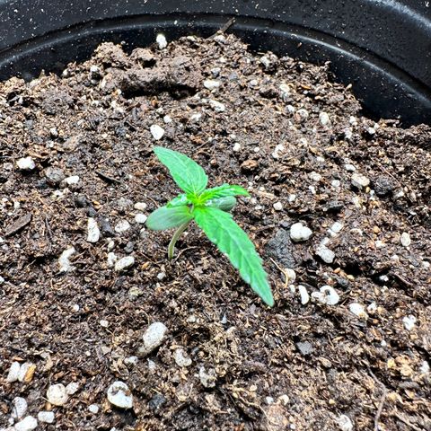 Poison seeds (5) growlog timeline photo