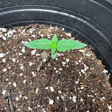 Poison seeds (5) growlog timeline photo