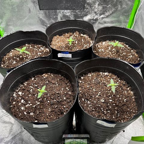 Poison seeds (5) growlog photo: Todas las plantulas ya muestran el 3er nudo