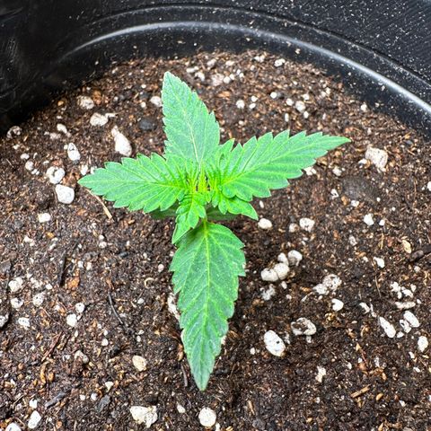 Poison seeds (5) growlog timeline photo