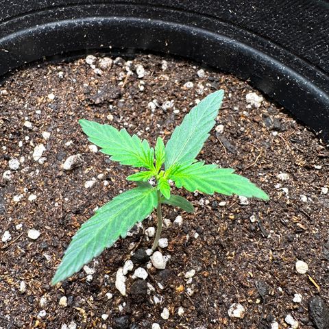 Poison seeds (5) growlog timeline photo