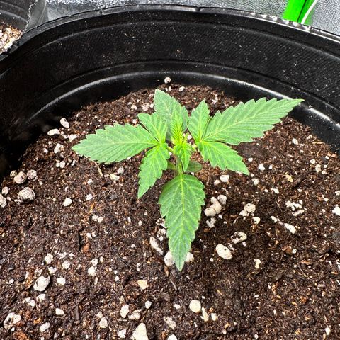 Poison seeds (5) growlog timeline photo