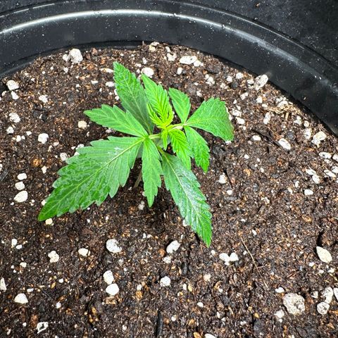 Poison seeds (5) growlog timeline photo