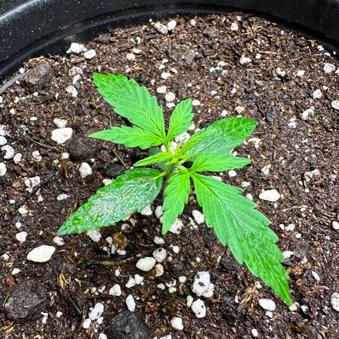 Poison seeds (5) growlog timeline photo