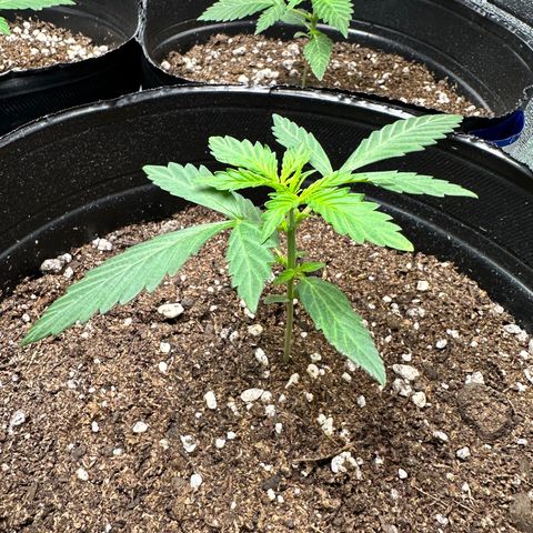 Poison seeds (5) growlog timeline photo
