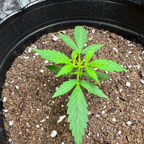 Poison seeds (5) growlog timeline photo