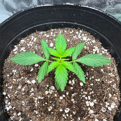 Poison seeds (5) growlog timeline photo