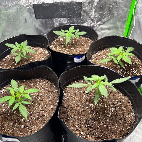 Poison seeds (5) growlog timeline photo