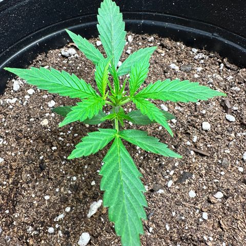 Poison seeds (5) growlog timeline photo