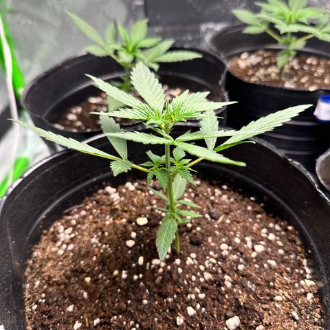 Poison seeds (5) growlog timeline photo