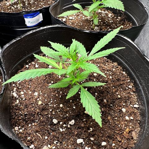 Poison seeds (5) growlog timeline photo