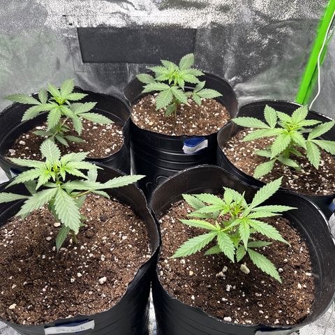Poison seeds (5) growlog timeline photo