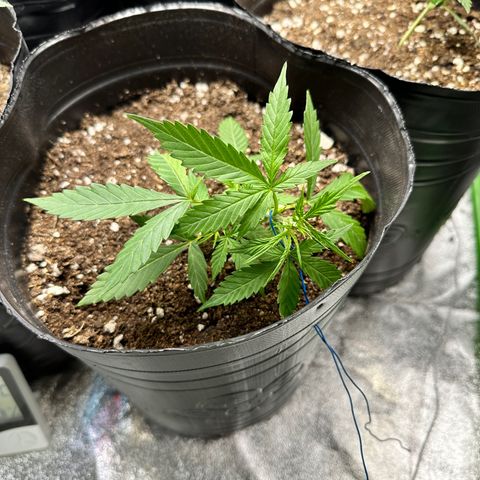 Poison seeds (5) growlog photo: Se aplica tecnica LST en plantas predominantemente sativa