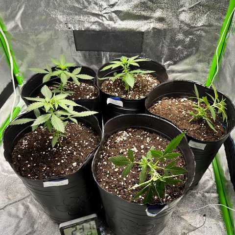 Poison seeds (5) growlog photo: Se aplica tecnica LST en plantas predominantemente sativa