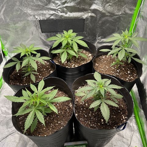 Poison seeds (5) growlog timeline photo
