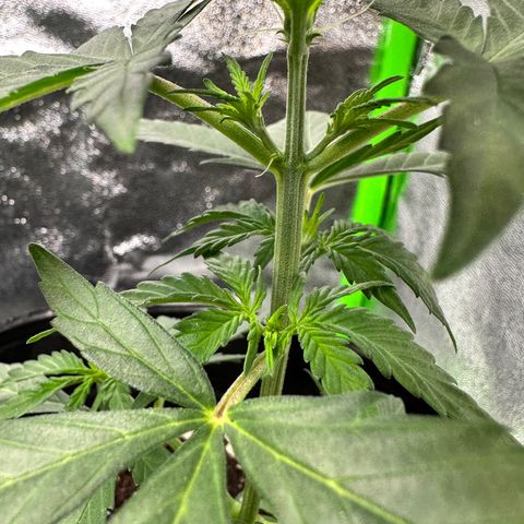Poison seeds (5) growlog timeline photo