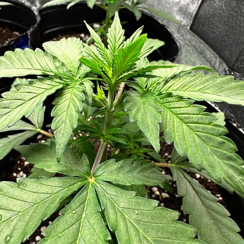Poison seeds (5) growlog timeline photo