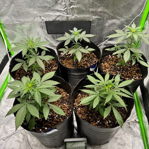 Poison seeds (5) growlog timeline photo