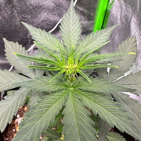 Poison seeds (5) growlog timeline photo