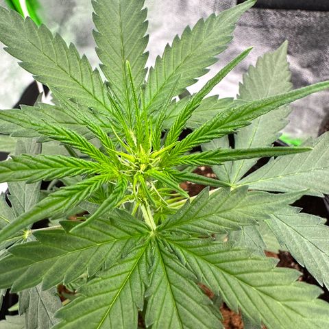 Poison seeds (5) growlog timeline photo