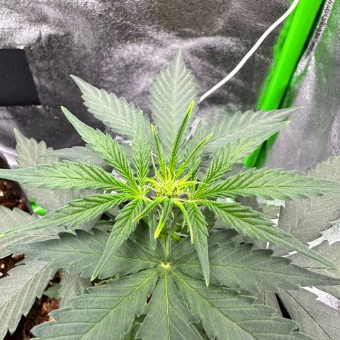Poison seeds (5) growlog timeline photo