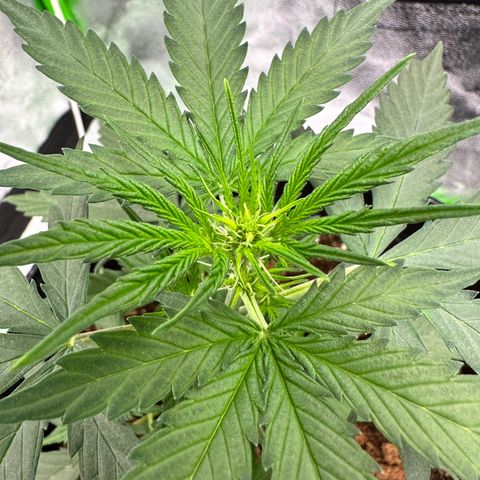 Poison seeds (5) growlog timeline photo