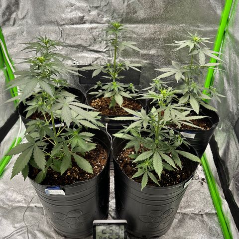 Poison seeds (5) growlog timeline photo