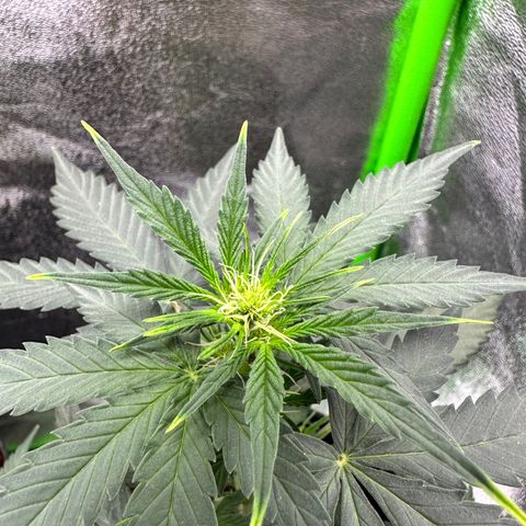 Poison seeds (5) growlog timeline photo
