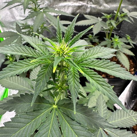 Poison seeds (5) growlog timeline photo