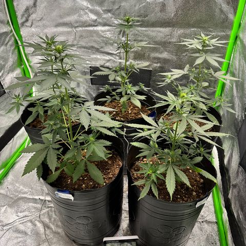 Poison seeds (5) growlog timeline photo