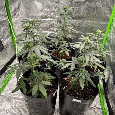 Poison seeds (5) growlog timeline photo