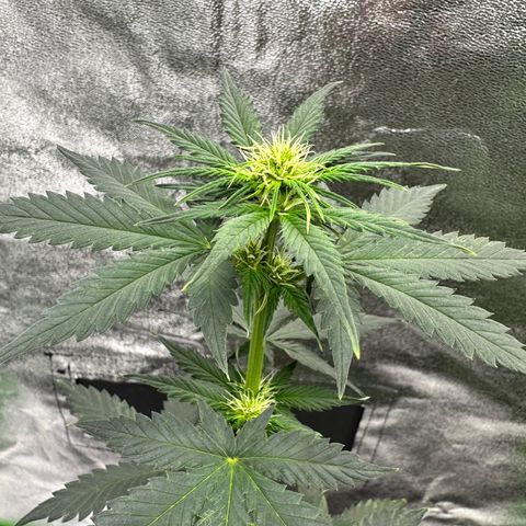 Poison seeds (5) growlog timeline photo