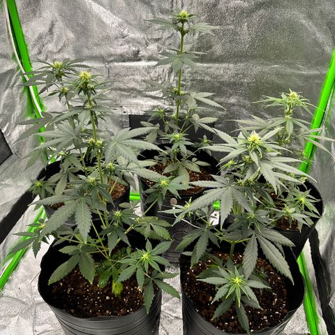 Poison seeds (5) growlog timeline photo