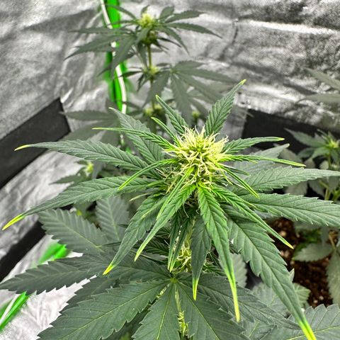 Poison seeds (5) growlog timeline photo