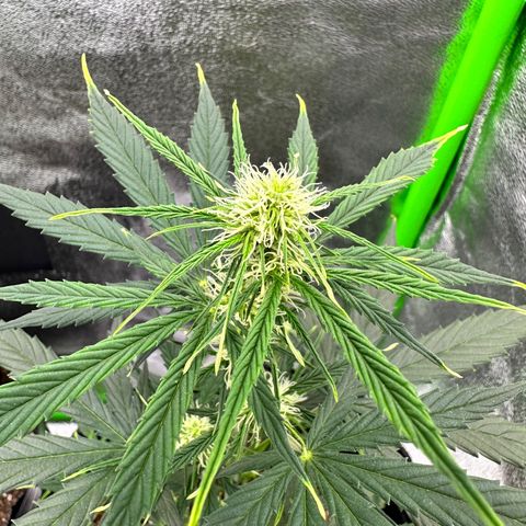Poison seeds (5) growlog timeline photo