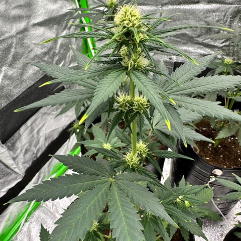 Poison seeds (5) growlog timeline photo