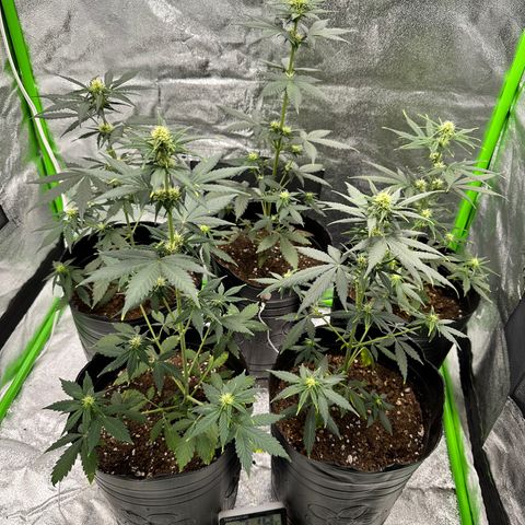 Poison seeds (5) growlog timeline photo