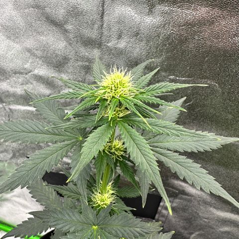Poison seeds (5) growlog timeline photo