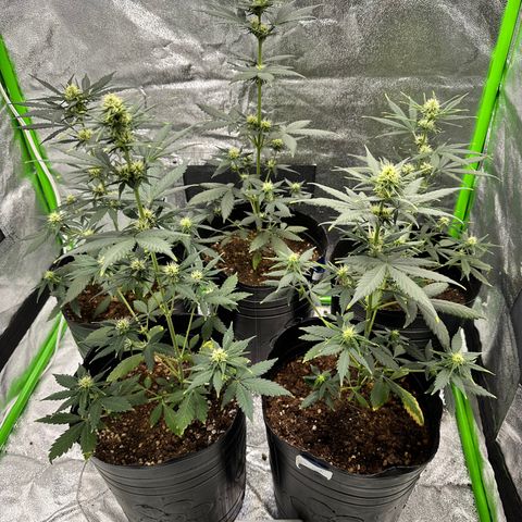 Poison seeds (5) growlog timeline photo